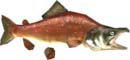 A videogame pixel salmon sprite from the Legend of Zelda Twilight Princess game series.
