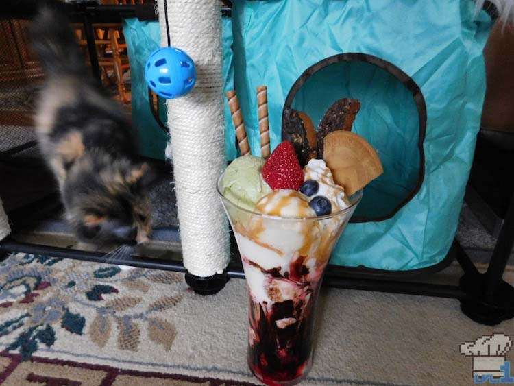 Curious fluffy tabby kitten sniffing around the Neko Atsume parfait.