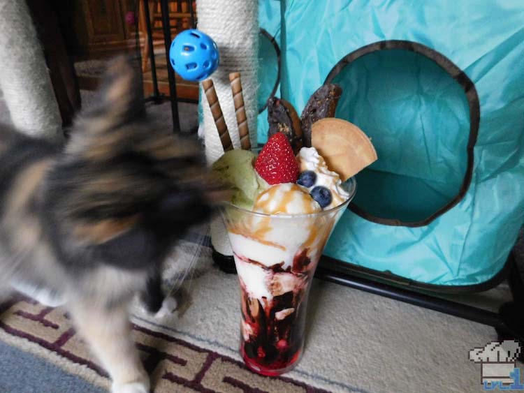 Long haired tabby kitten sniffing the Neko Atsume Parfait curiously.