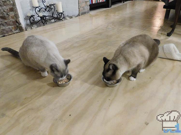 Two hungry siamese cats hastily eating Bonito Bitz cat food. A success! They love it!