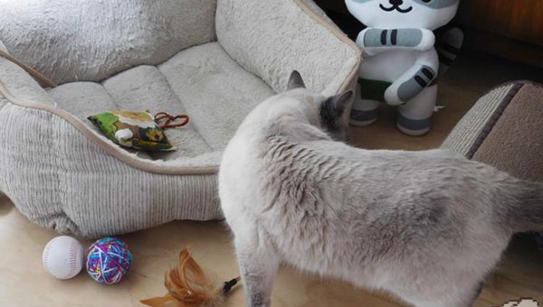 A curious siamese cat sniffs around a set up scene of cat toys, scratching post and comfy looking cat bed.