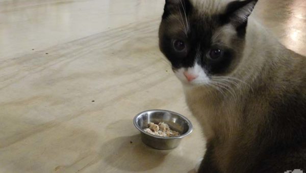 A wary siamese cat sniffing out the Bonito Bitz cat food in a small silver bowl.